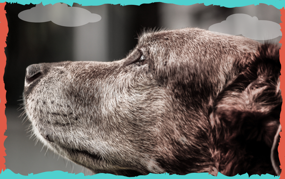 Deformar amortiguar Contagioso La edad de oro en perros - Aprende con Kala