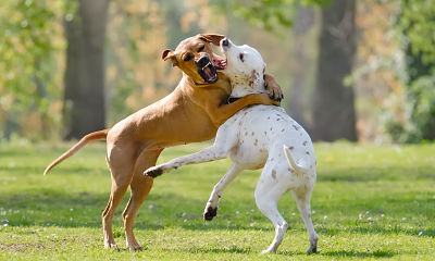 Cómo separar a dos perros pelean y no sueltan - con Kala